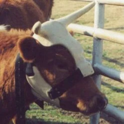 NRS Strap On Muley Horns 7 NRS Strap On Muley Horns -Western Denim Store ropinghorn2